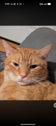 Lost Male Cat last seen Acorn Drive area, New Bern, NC 28562