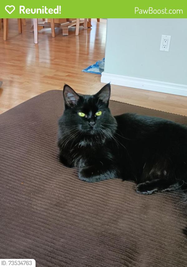 Reunited Male Cat last seen 45th street and 35th Avenue, Calgary, AB T3E 6K9