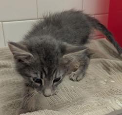 Shelter Stray Male Cat last seen Near Forrest Hills Dr, Atlanta, GA, 1251 Fulton Industrial Blvd NW, Atlanta, GA 30336, USA