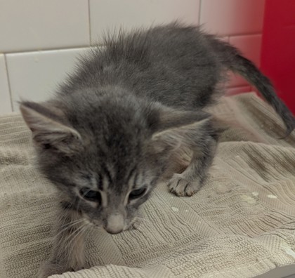 Shelter Stray Male Cat last seen Near Forrest Hills Dr, Atlanta, GA, 1251 Fulton Industrial Blvd NW, Atlanta, GA 30336, USA