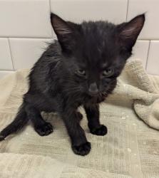 Shelter Stray Unknown Cat last seen Near Forrest Hills Dr, Atlanta, GA, 1251 Fulton Industrial Blvd NW, Atlanta, GA 30336, USA