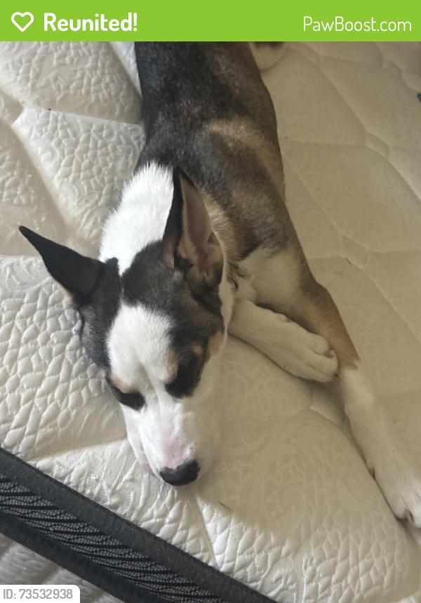 Reunited Male Dog last seen lakeshore blvd akron 44301, Akron, OH 44307