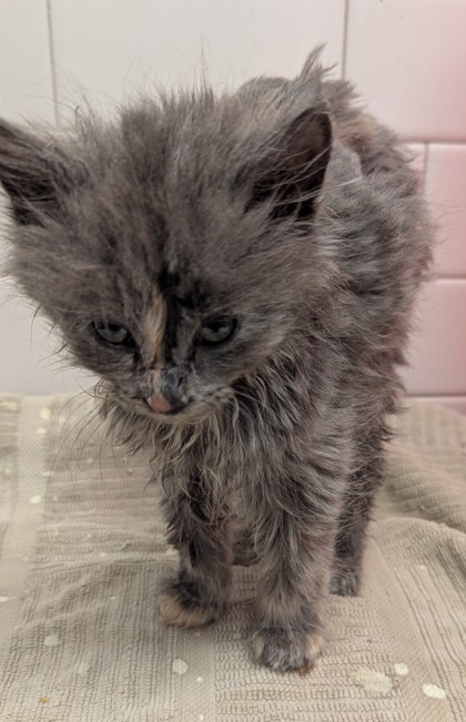 Shelter Stray Female Cat last seen Near Forrest Hills Dr, Atlanta, GA, 1251 Fulton Industrial Blvd NW, Atlanta, GA 30336, USA