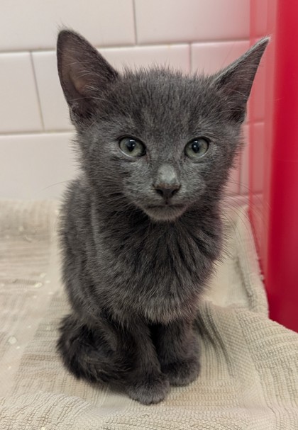 Shelter Stray Male Cat last seen Near Forrest Hills Dr, Atlanta, GA, 1251 Fulton Industrial Blvd NW, Atlanta, GA 30336, USA