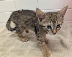Shelter Stray Unknown Cat last seen Near Forrest Hills Dr, Atlanta, GA, 1251 Fulton Industrial Blvd NW, Atlanta, GA 30336, USA