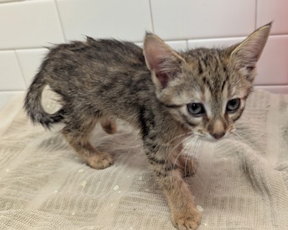 Shelter Stray Unknown Cat last seen Near Forrest Hills Dr, Atlanta, GA, 1251 Fulton Industrial Blvd NW, Atlanta, GA 30336, USA
