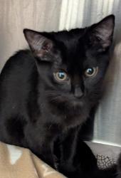 Shelter Stray Female Cat last seen Near AMB Dr NW,, Atlanta, GA, 1251 Fulton Industrial Blvd NW, Atlanta, GA 30336, USA