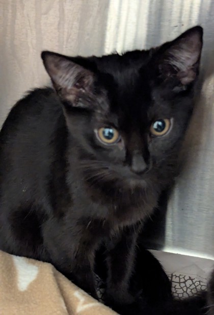 Shelter Stray Female Cat last seen Near AMB Dr NW,, Atlanta, GA, 1251 Fulton Industrial Blvd NW, Atlanta, GA 30336, USA