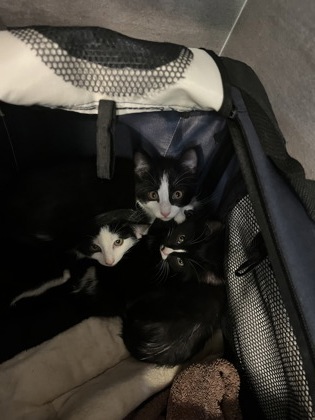 Shelter Stray Male Cat last seen Near Allen Court, Atlanta, GA, 1251 Fulton Industrial Blvd NW, Atlanta, GA 30336, USA