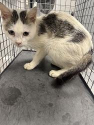 Shelter Stray Female Cat last seen Near Veterans Blvd, Pigeon Forge, TN, 1008 Old Knoxville Hwy, Sevierville, TN 37862, USA