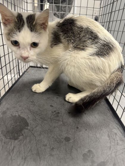 Shelter Stray Female Cat last seen Near Veterans Blvd, Pigeon Forge, TN, 1008 Old Knoxville Hwy, Sevierville, TN 37862, USA