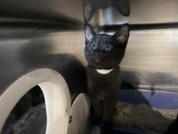 Shelter Stray Female Cat last seen W. Daisy Ln, 43528, OH, 827 Illinois Ave, Maumee, OH 43537, USA