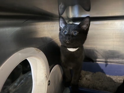 Shelter Stray Female Cat last seen W. Daisy Ln, 43528, OH, 827 Illinois Ave, Maumee, OH 43537, USA