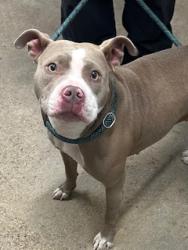Shelter Stray Female Dog last seen Near Ingomar, 5th District, OH, 9203 Detroit Ave, Cleveland, OH 44102, USA