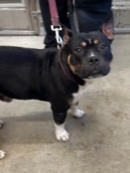 Shelter Stray Male Dog last seen Crawford & Hough, 3rd District, OH, 9203 Detroit Ave, Cleveland, OH 44102, USA