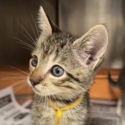 Shelter Stray Female Cat last seen Medina and Southwest, City of College Station, TX, 5359 Leonard Rd, Bryan, TX 77807, USA