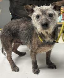 Shelter Stray Female Dog last seen , Harrison County, MS, 2615 25th Ave, Gulfport, MS 39501, USA