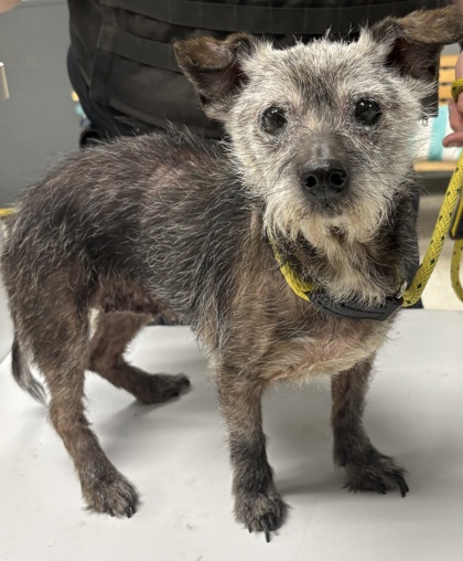 Shelter Stray Female Dog last seen , Harrison County, MS, 2615 25th Ave, Gulfport, MS 39501, USA