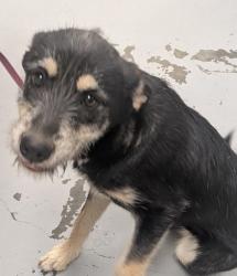 Shelter Stray Female Dog last seen Belen Area by Walmart, Valencia,, 1209 NM-314, Los Lunas, NM 87031, USA