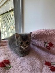 Shelter Stray Male Cat last seen Near Bateman Ave, Baltimore, MD 21216, 21216, MD, 2490 Giles Rd, Baltimore, MD 21225, USA