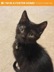 Shelter Stray Male Cat last seen Near Ritchie Hwy, 21225, MD, 2490 Giles Rd, Baltimore, MD 21225, USA