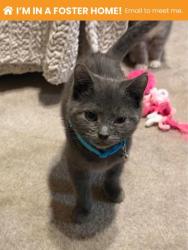 Shelter Stray Male Cat last seen Near Ritchie Hwy, 21225, MD, 2490 Giles Rd, Baltimore, MD 21225, USA