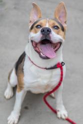 Shelter Stray Male Dog last seen Near Old Front St Stone Mountain Georgia 30083, 30083, GA, 3280 Chamblee Dunwoody Rd, Chamblee, GA 30341, USA