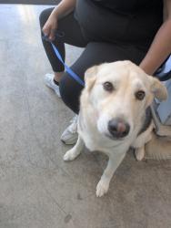 Shelter Stray Male Dog last seen Near Goldstone Ln, North District, TX, 355 Hillshire Dr, Haslet, TX 76052, USA