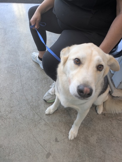 Shelter Stray Male Dog last seen Near Goldstone Ln, North District, TX, 355 Hillshire Dr, Haslet, TX 76052, USA