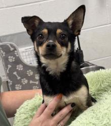 Shelter Stray Male Dog last seen 51st and College, 64130, MO, 7077 Elmwood Ave, Kansas City, MO 64132, USA