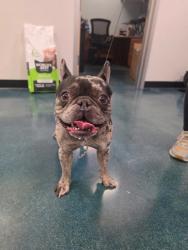 Shelter Stray Male Dog last seen Sunset Blvd, Rocklin, CA, 200 Tahoe Ave, Roseville, CA 95678, USA