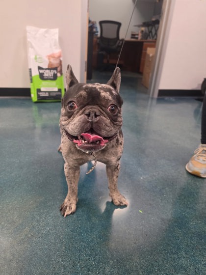 Shelter Stray Male Dog last seen Sunset Blvd, Rocklin, CA, 200 Tahoe Ave, Roseville, CA 95678, USA