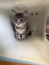 Shelter Stray Unknown Cat last seen Orvietto Dr & Grazziani Way, Roseville City, CA, 200 Tahoe Ave, Roseville, CA 95678, USA