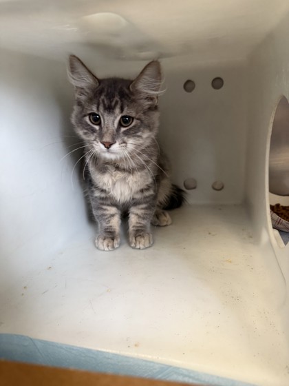 Shelter Stray Unknown Cat last seen Orvietto Dr & Grazziani Way, Roseville City, CA, 200 Tahoe Ave, Roseville, CA 95678, USA