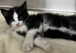 Shelter Stray Male Cat last seen Blue Oaks Blvd & Woodcreek Oaks Blvd, Roseville City, CA, 200 Tahoe Ave, Roseville, CA 95678, USA