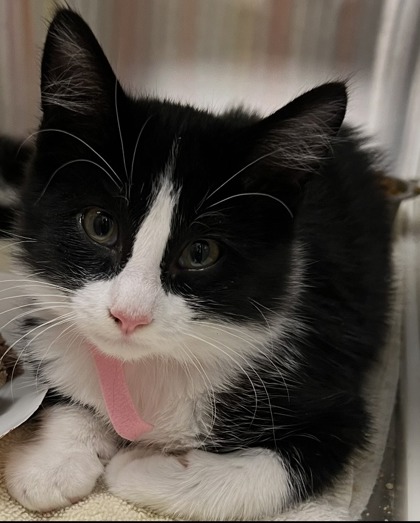 Shelter Stray Male Cat last seen Blue Oaks Blvd & Woodcreek Oaks Blvd, Roseville City, CA, 200 Tahoe Ave, Roseville, CA 95678, USA