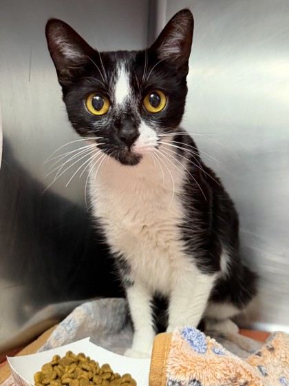 Shelter Stray Unknown Cat last seen Portside Cir & Vernon Street, Roseville City, CA, 200 Tahoe Ave, Roseville, CA 95678, USA