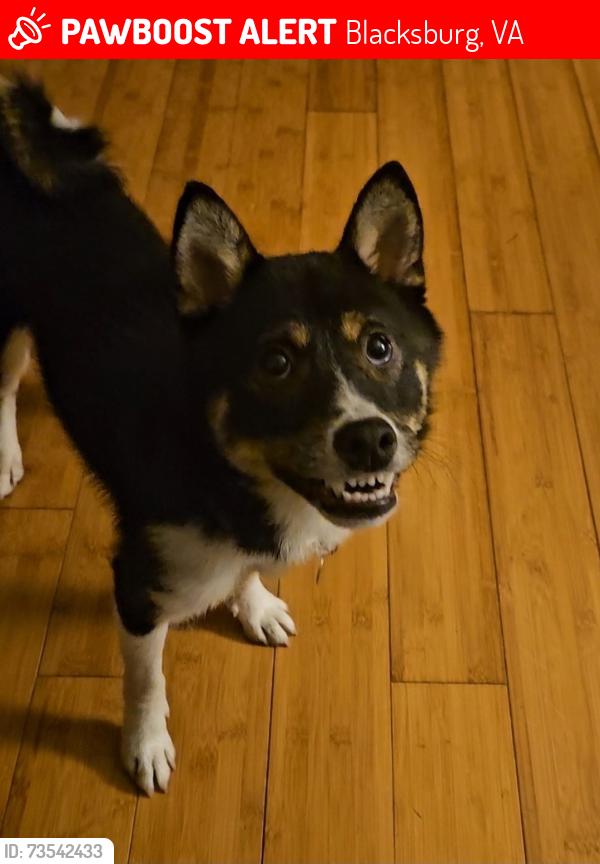 Lost Female Dog last seen HETHWOOD/FOXRIDGE apmts, Blacksburg, VA 24060