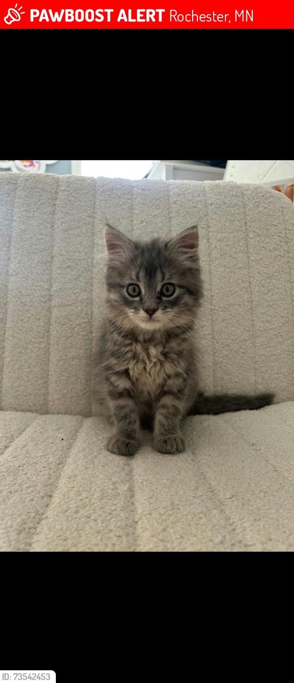 Lost Male Cat last seen Willow ridge, Rochester, MN 55902