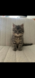 Lost Male Cat last seen Willow ridge, Rochester, MN 55902