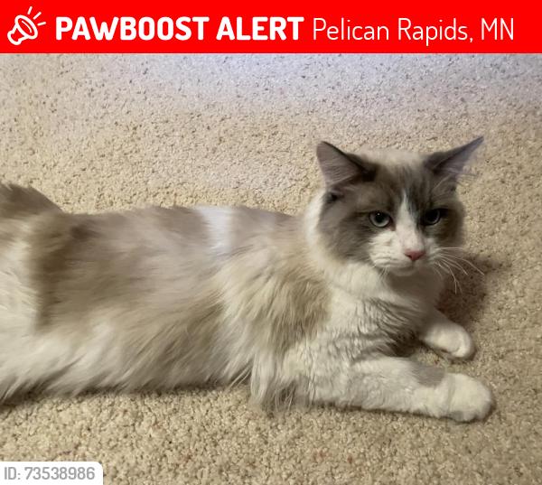 Lost Male Cat last seen 3rd Ave SE and 3rd St SE, Pelican Rapids, MN 56572
