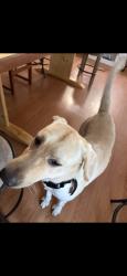 Found/Stray Male Dog last seen Stefani Rd and Urban Dr, Escambia County, FL 32534