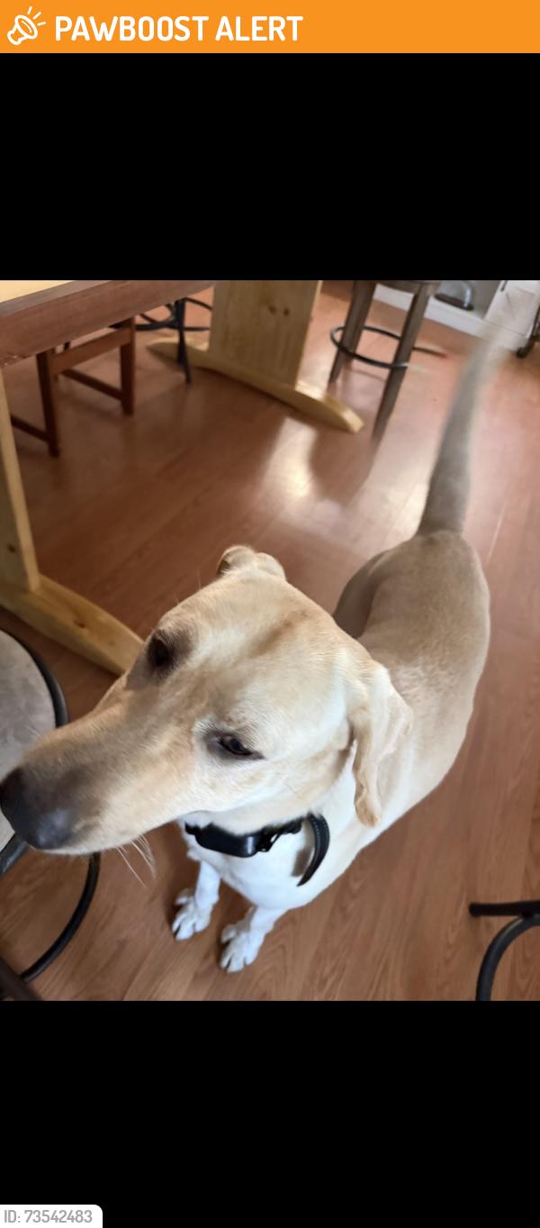 Found/Stray Male Dog last seen Stefani Rd and Urban Dr, Escambia County, FL 32534