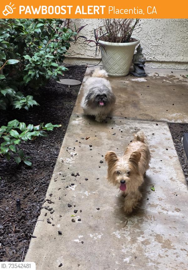 Found/Stray Unknown Dog last seen Kraemer and Madison, Placentia, CA 92870