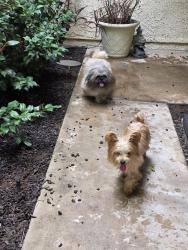 Found/Stray Unknown Dog last seen Kraemer and Madison, Placentia, CA 92870