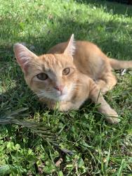 Reunited Male Cat last seen Near Dunoon st, churche road, middleborough rd, Doncaster, VIC 3108