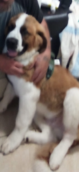 Reunited Male Dog last seen Tulare & Cedar, Fresno, CA 93702
