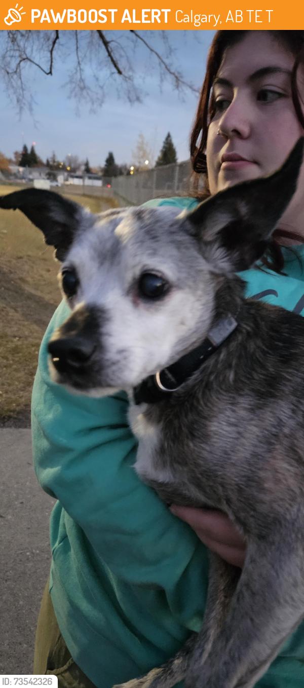 Found/Stray Male Dog last seen Sir John Franklin School on 8 Ave NE Calgary, Alberta, Calgary, AB T2E 0T7