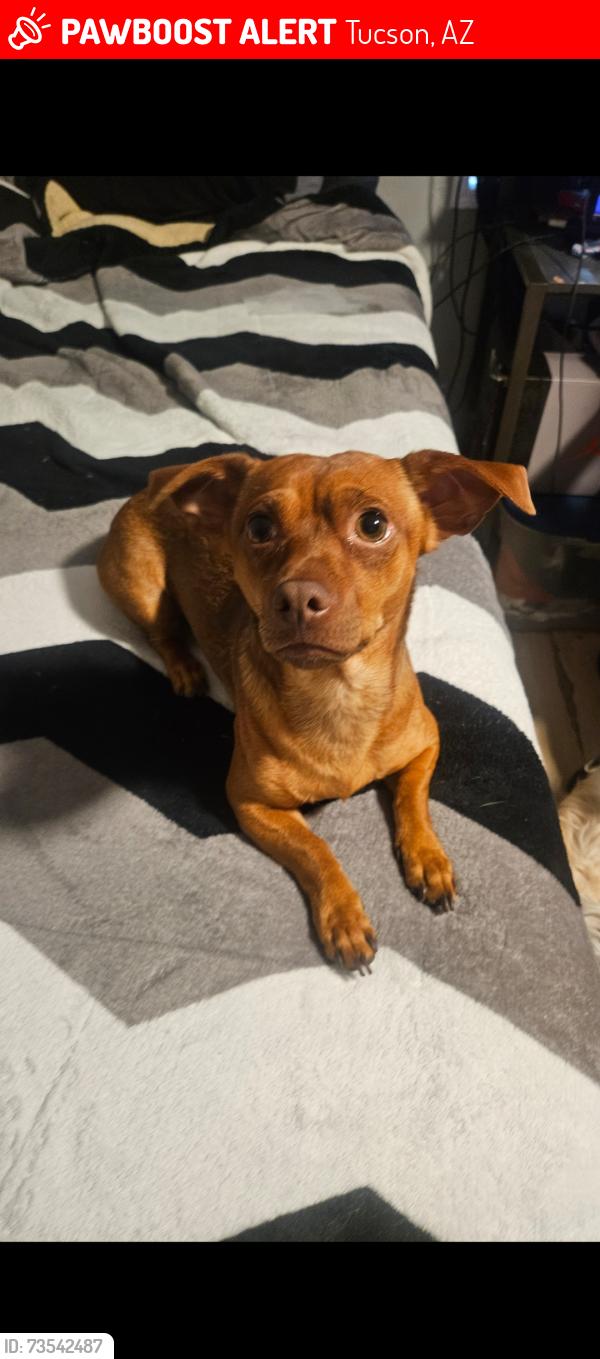 Lost Male Dog last seen Drexel palo verde, Tucson, AZ 85706