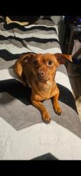 Lost Male Dog last seen Drexel palo verde, Tucson, AZ 85706